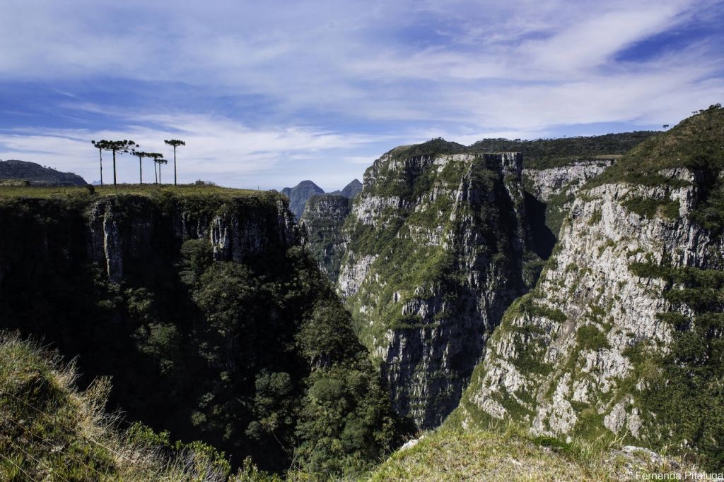 Cânion com araucárias na borda
