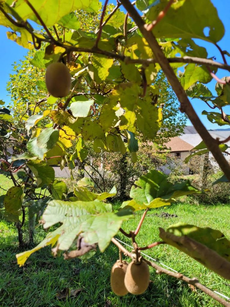 Kiwis no pé, com a casa ao fundo