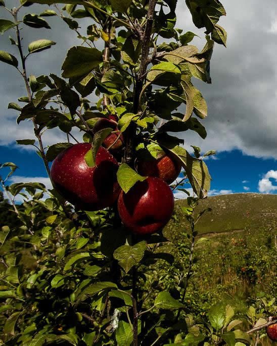 Macieira carregada de frutos